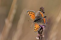 Small butterfly on a brown background