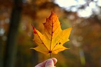 Closeup van een mooi herfstblad 