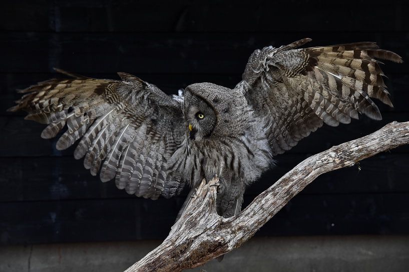 lapland owl by Kirsten Rebbers