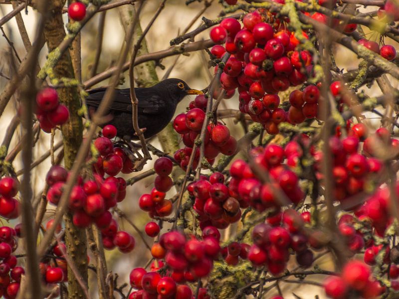 (25074) Amsel zwischen den roten Beeren von didier de borle