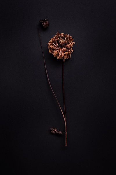 Zusammensetzung der Solitärdahlie von Karel Ham