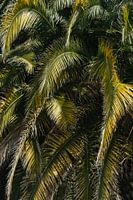 Palm leaves - Spain