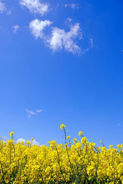 Rapsfeld von Ostsee Bilder