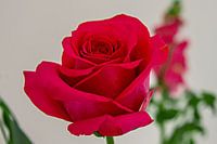 close-up van een felrode fraai gevormde  roos