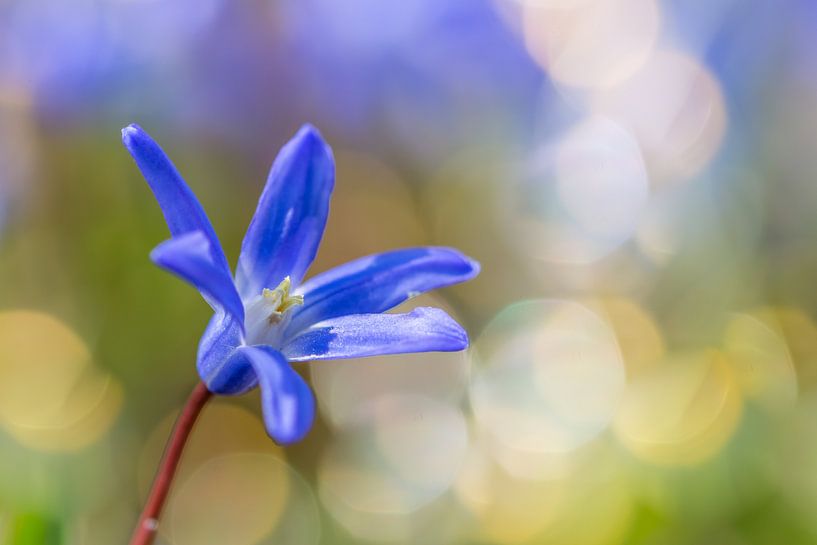 Sterhyacint met bokeh van John van de Gazelle fotografie