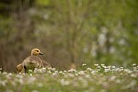 "Ik hou je in de gaten!", straalt Canadese gans jonkie eruit.
