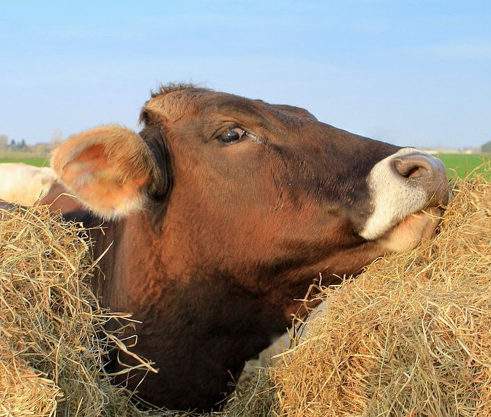 Die Kuh fühlt sich heiß an. von Jose Lok