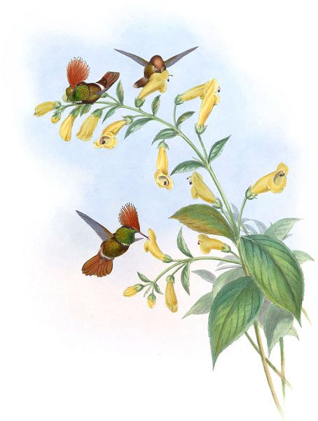 Coquette mit großer Crist, John Gould von Hummingbirds