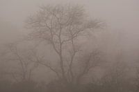 On a foggy Day in the Forest