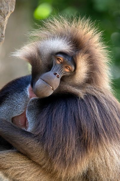Gelada par Edwin Butter