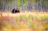 Der Bär auf der Pirsch