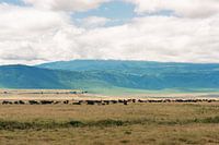 Büffelherde in weiter Landschaft – Ngorongoro Crater, Tanzania