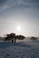Soester Duinen in Soest, The Netherlands