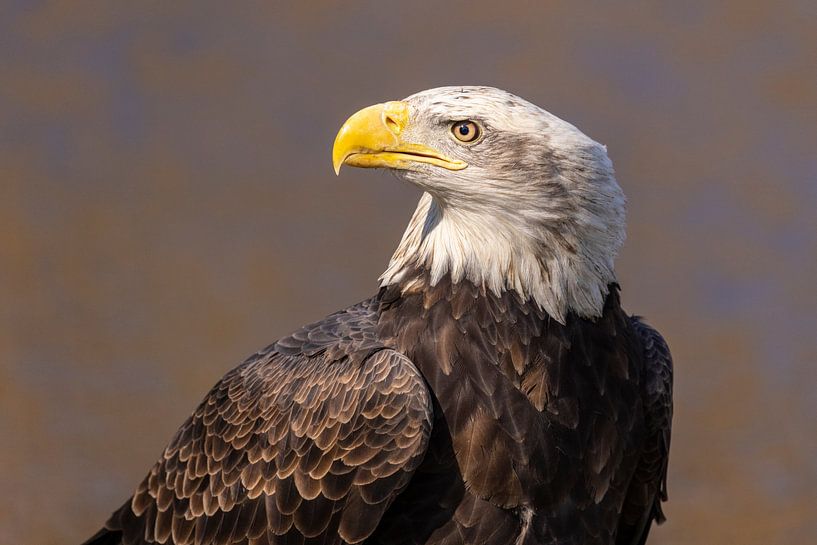 American bald eagle or Bald Eagle (Haliaeetus leucocephalus) by Gert Hilbink