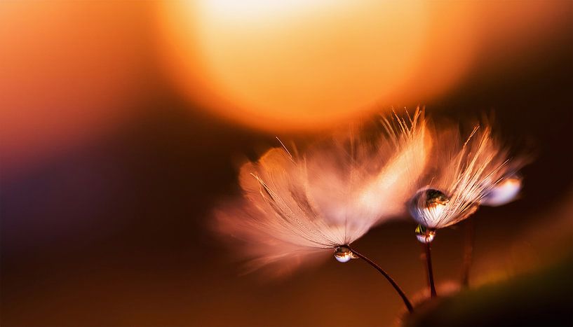 Plantes avec coucher de soleil par Mustafa Kurnaz