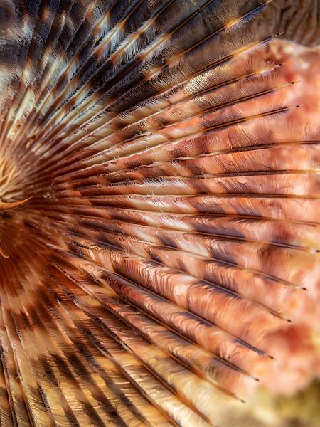 Sabella spallanzanii by Enak Cortebeeck