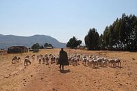 shepherd in lesotho