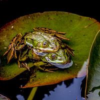Frösche im Duositz.
