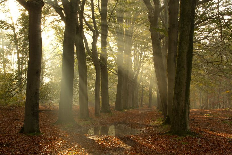 Beautiful sun harps in the beautiful Zoomland by Sabina Meerman