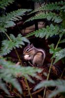 Manger un écureuil