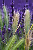 Lavande