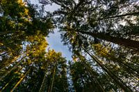 Deutschland, Lichtung im Erholungsgebiet Schwarzwald zwischen hohen Bäumen