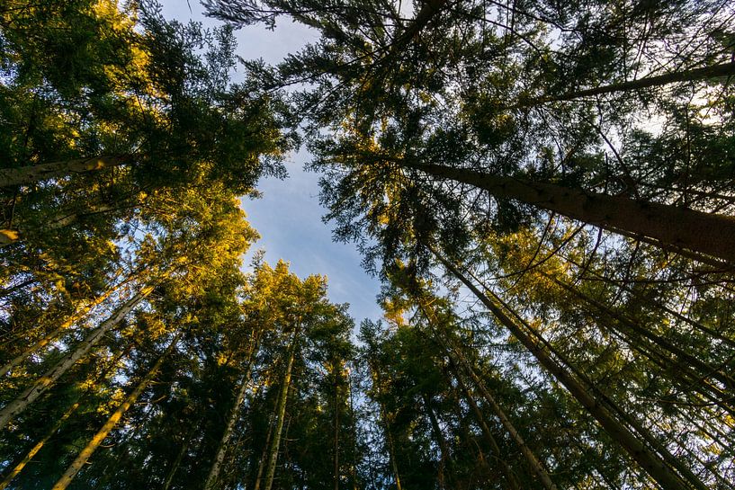 Allemagne, Débroussaillage dans la zone de loisirs de la forêt noire entre les grands arbres par adventure-photos