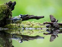 Great tit near water