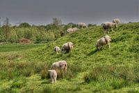Schapen Kinderdijk