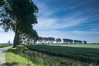 Bomenrij in de ochtendzon aan de Torenweg in Groede