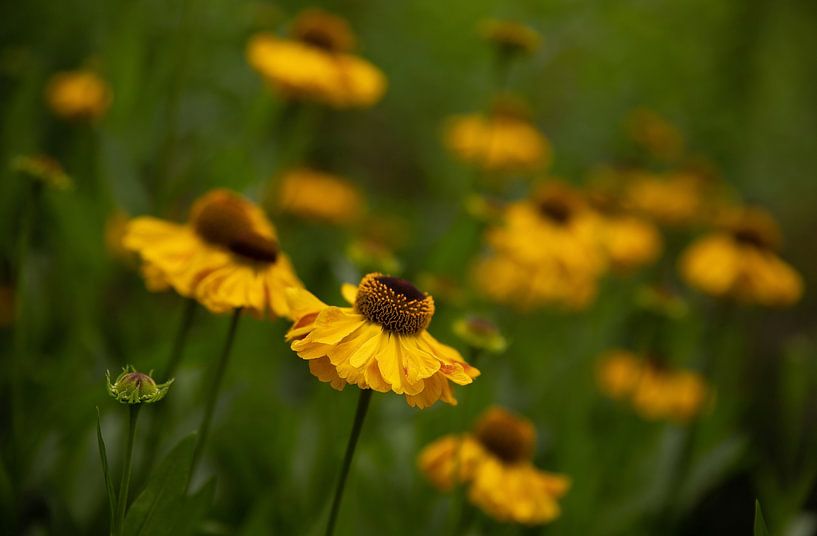Buntes Feld von gelb blühenden Rudbeckia-Blumen von Wildlife Designs