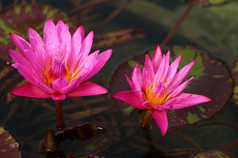 Pond beauties by Christiane Schulze