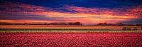 Colorful bulb fields