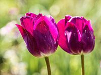 Samen in de volle lente zon