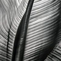 Abstract banana leaf