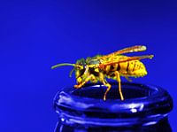 De Alcoholische Wesp