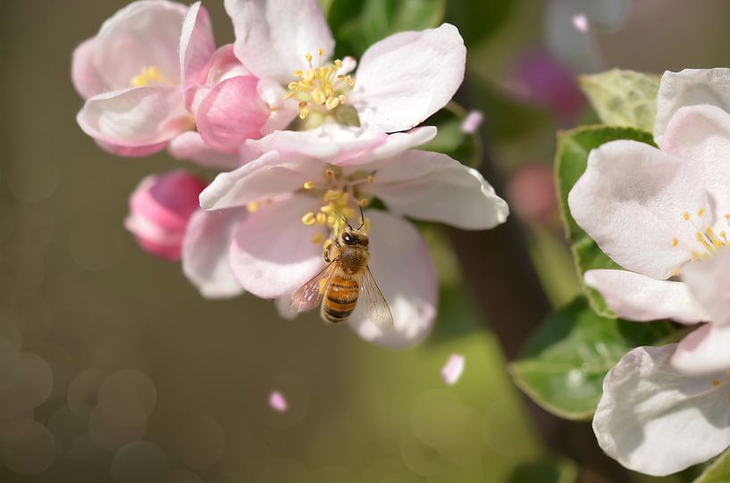 busy bee by Zwergls Lichtermeer