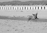 Hond geniet van strand op Texel