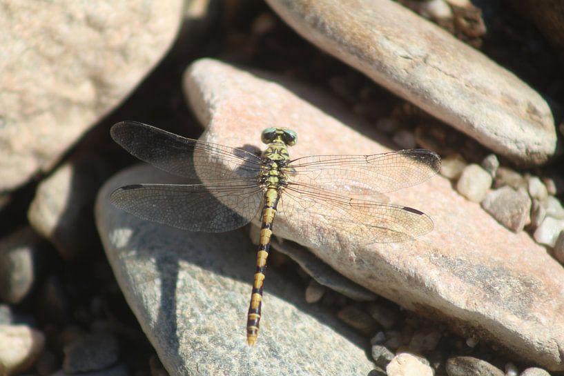 libellule par Patrick van beek76