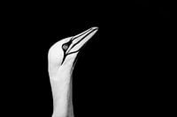 Jan-van-gent, Helogoland