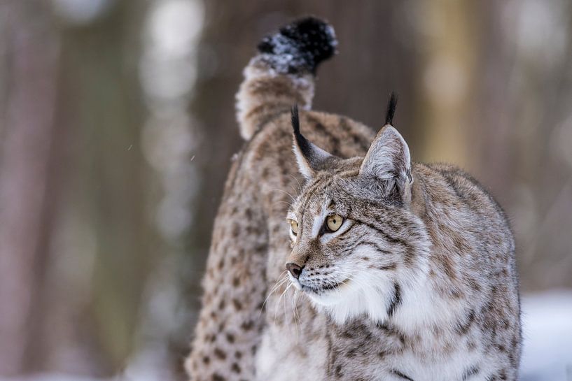 Lynx 2 par Wildpix imagery