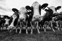 Vaches en noir et blanc