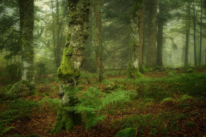 Green Paradise by Ellen Borggreve