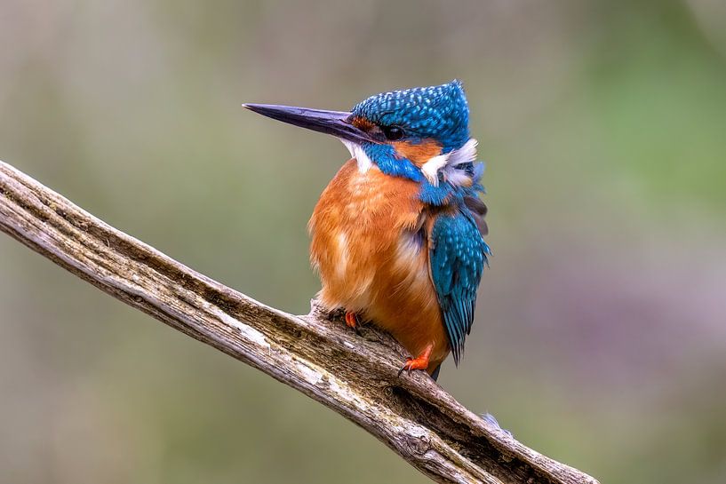 Kingfisher in the wind by Teresa Bauer