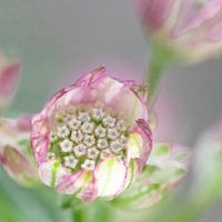 Zeeland knot in morning light