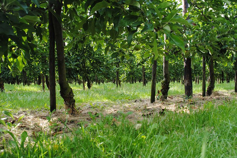 Bomenstraatjes von Miranda Zwijgers