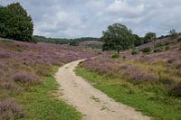 Purple heather blooms on the Posbank in the Netherlands