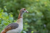 Vigilant Nile Goose