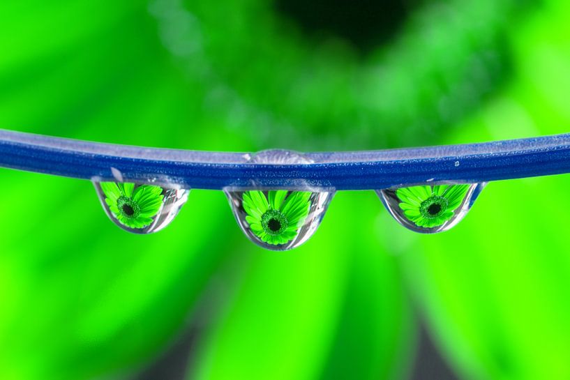 Triplet Gerbera (green) by Jacqueline Gerhardt