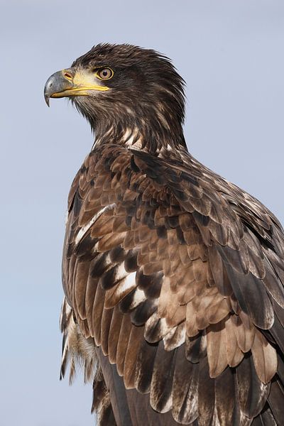 Pygargue à tête blanche (Haliaeetus leucocephalus) par Ronald Pol